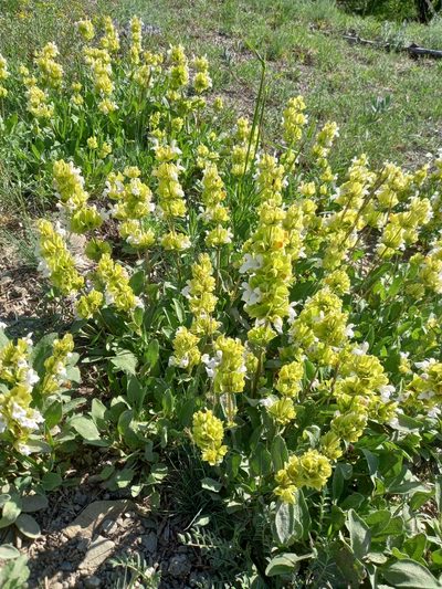 Salvia absconditiflora, photographed by Mert Ayral
