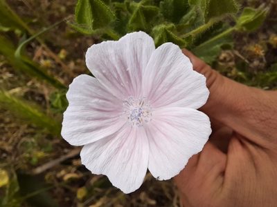 Malva hispanica, photographed by Antón David Pérez Rodríguez