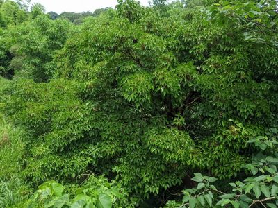 Bischofia javanica, photographed by 潘立傑 LICHIEH_PAN