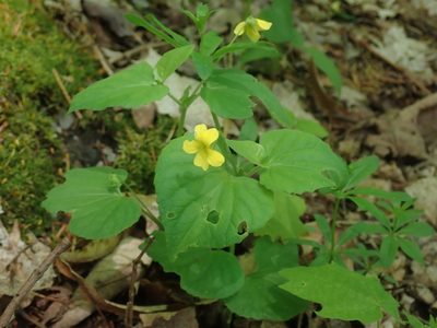 Viola pubescens, photographed by Lynn Harper