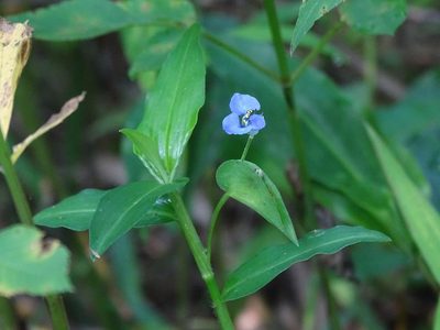 Commelina diffusa, photographed by 雲一百香果
