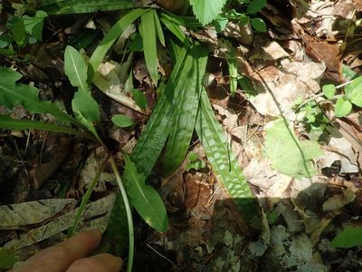 Carex plantaginea, photographed by Lynn Harper