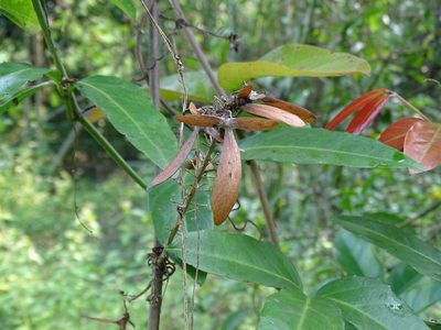 Hiptage benghalensis, photographed by 雲一百香果