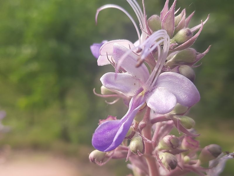 Rotheca serrata, photographed by Abhinav Thakur
