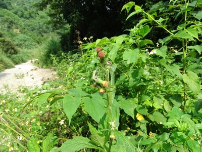 Crassocephalum crepidioides, photographed by 雲一百香果