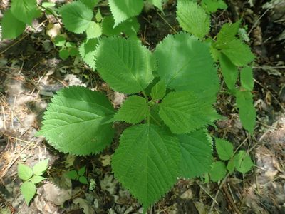 Laportea canadensis, photographed by Lynn Harper