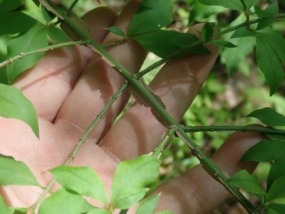 Euonymus alatus, photographed by Lynn Harper