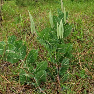 Asclepias humistrata