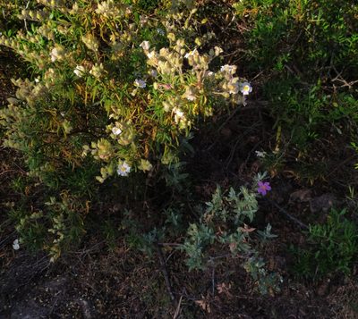 Cistus monspeliensis, photographed by carnifex