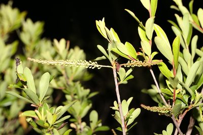 Cyrilla racemiflora, photographed by Laura Gaudette