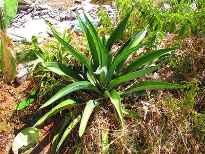 Agave horrida, photographed by Oscar Alejandro Morales Juárez