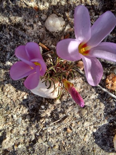 Oxalis stokoei, photographed by Danie Palm