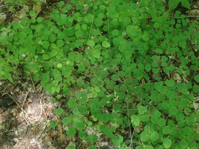 Thalictrum dioicum, photographed by Lynn Harper