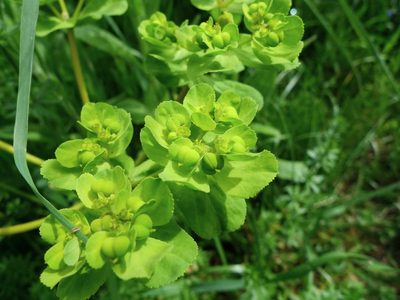 Euphorbia helioscopia, photographed by aga_l_