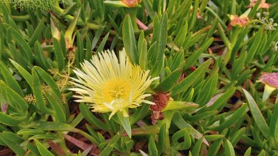 Carpobrotus edulis, photographed by Elizabete Marchante