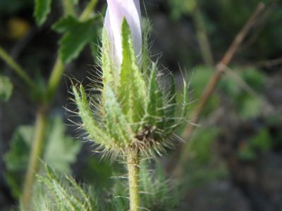 Malva setigera, photographed by Daniel Cahen
