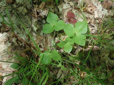 Hepatica acutiloba, photographed by Lynn Harper