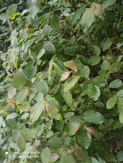 Salix silesiaca, photographed by Agnieszka Bochenek
