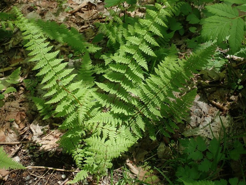 Cystopteris bulbifera, photographed by Lynn Harper