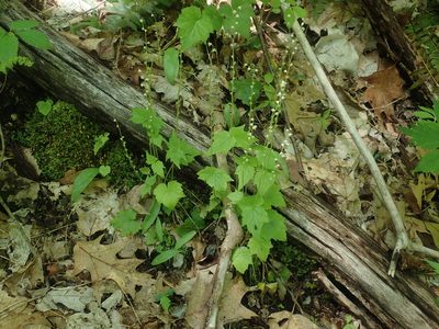 Mitella diphylla, photographed by Lynn Harper