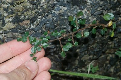 Cotoneaster microphyllus, photographed by Jon Sullivan