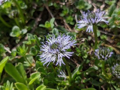 Globularia cordifolia, photographed by Attila Oláh