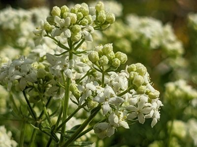 Galium anisophyllon, photographed by Attila Oláh