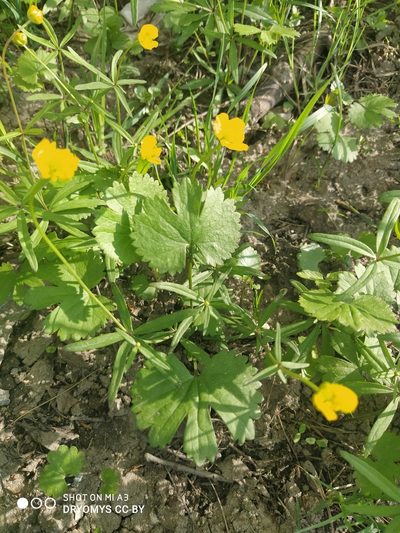 Ranunculus fallax, photographed by Natalya Ivanova