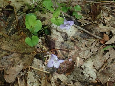 Viola rostrata, photographed by Lynn Harper
