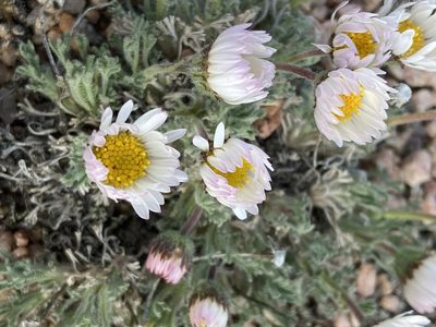Erigeron compositus, photographed by Grant Chovil
