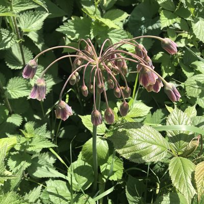 Allium siculum
