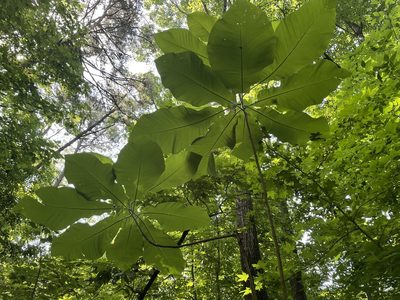 Magnolia macrophylla, photographed by lejones417