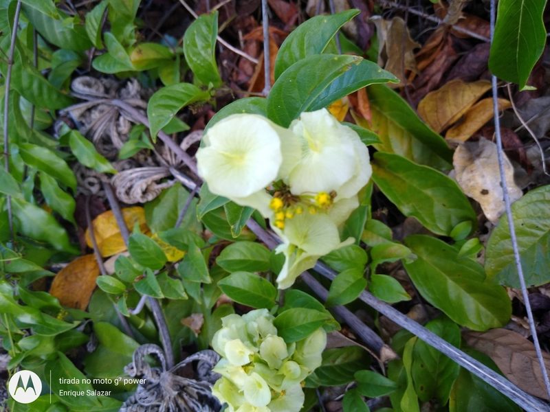 Mascagnia riparia, photographed by Enrique Salazar