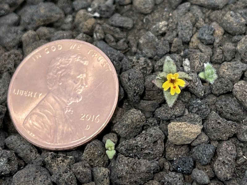 Erythranthe suksdorfii, photographed by Dee Shea Himes