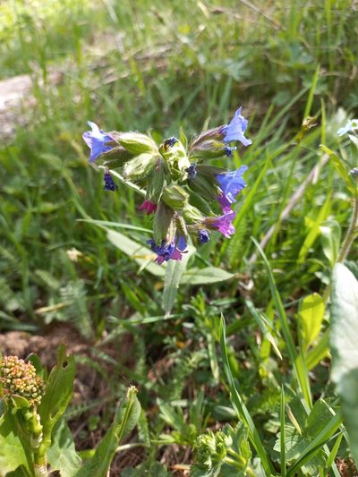 Pulmonaria australis, photographed by RAUL DAL SANTO
