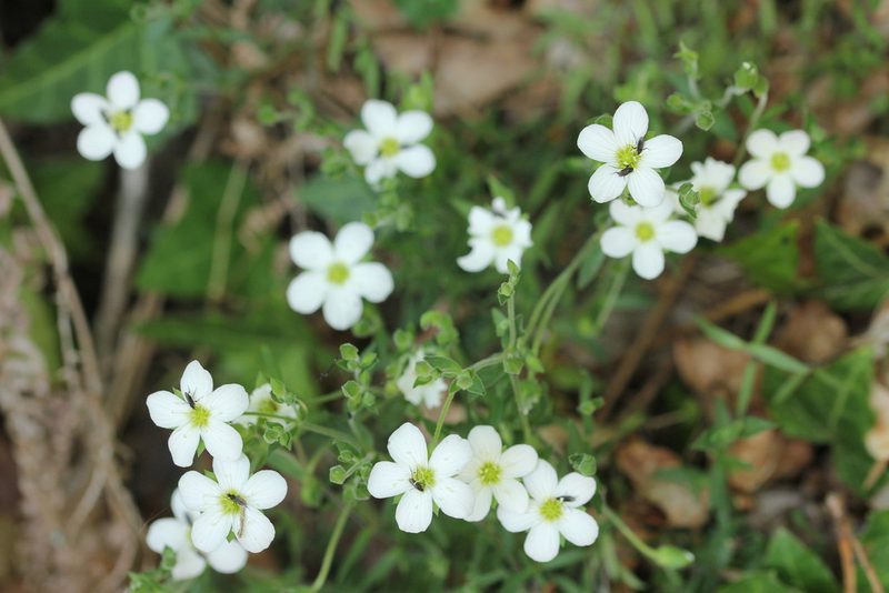Arenaria montana, photographed by Iago Sanmartín Villar