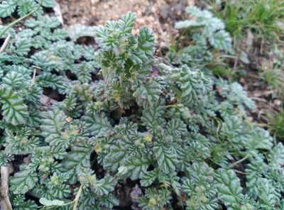 Coldenia procumbens