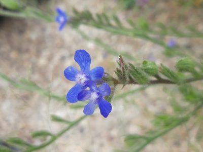 Anchusa azurea, photographed by Rafael Medina