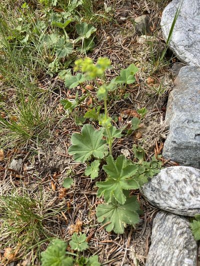 Alchemilla monticola, photographed by Christina