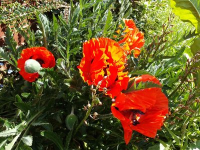 Papaver orientale, photographed by thl