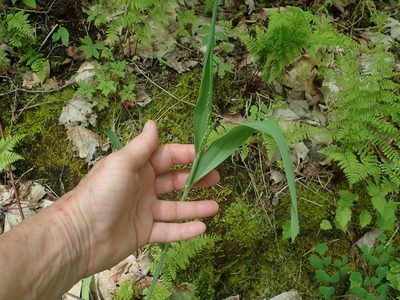 Milium effusum, photographed by Lynn Harper