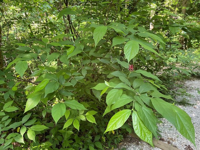 Calycanthus floridus, photographed by lejones417