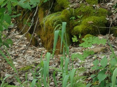 Milium effusum, photographed by Lynn Harper
