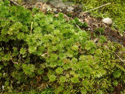 Rhodobryum ontariense, photographed by Lynn Harper