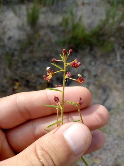 Cleome violacea, photographed by Duarte Frade