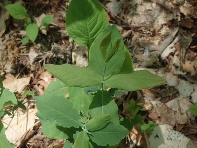 Lonicera dioica, photographed by Lynn Harper
