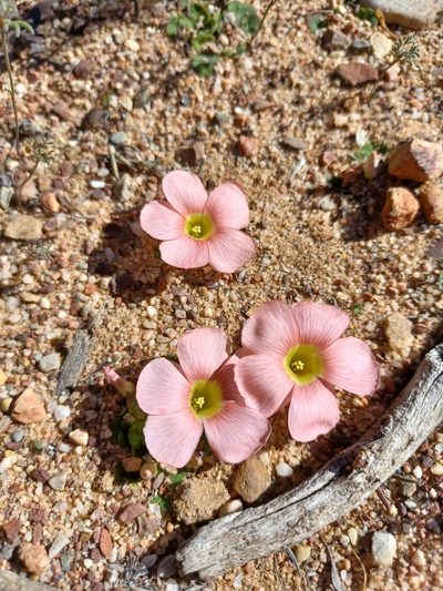 Oxalis pulchella, photographed by Danie Palm
