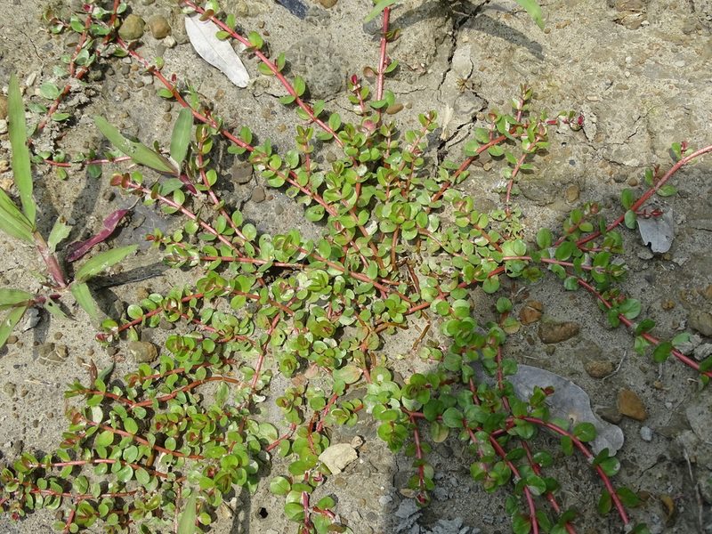Rotala rotundifolia, photographed by 雲一百香果