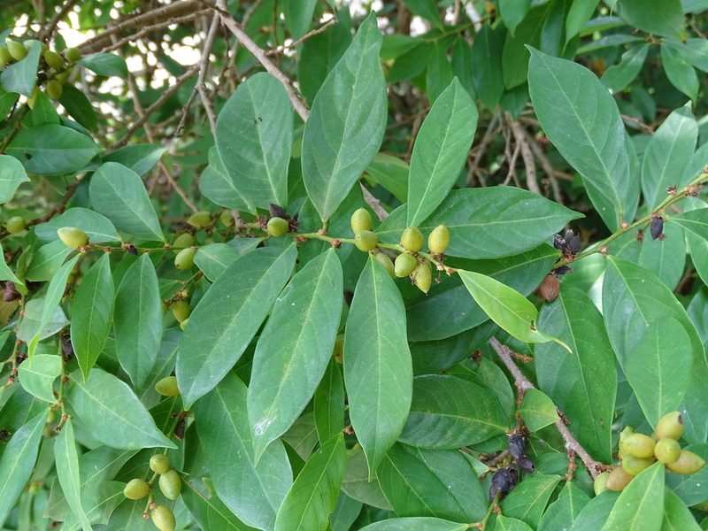 Bridelia tomentosa, photographed by 雲一百香果