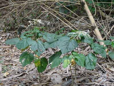 Clerodendrum japonicum, photographed by 雲一百香果